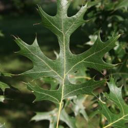 Quercus montana (Chestnut Oak), flower, pistillate