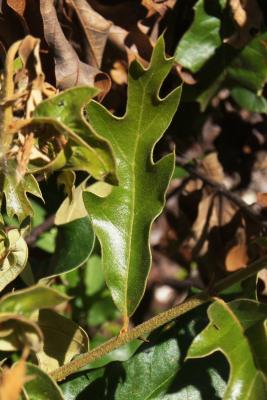 Quercus falcata (Southern Red Oak), leaf, summer