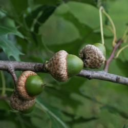 Quercus ellipsoidalis (Hill's Oak), habit, fall