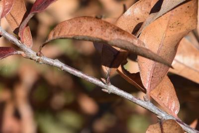 Quercus imbricaria (Shingle Oak), bark, twig