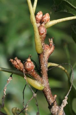 Quercus ellipsoidalis (Hill's Oak), flower, pistillate