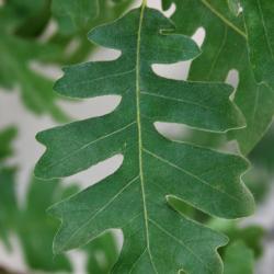 Quercus imbricaria (Shingle Oak), fruit, immature