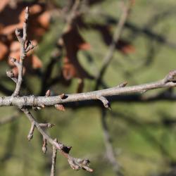Quercus ilicifolia (Bear Oak), habit, spring