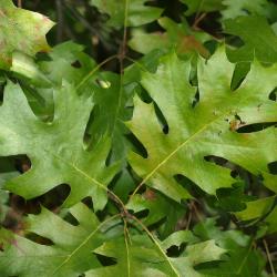 Quercus ellipsoidalis (Hill's Oak), leaf, lower surface