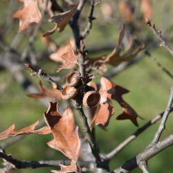 Quercus ilicifolia (Bear Oak), flower, staminate