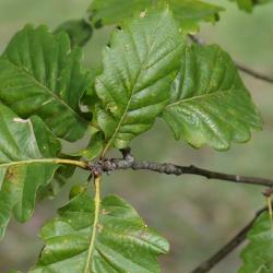 Quercus ilicifolia (Bear Oak), acorn cap