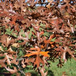 Quercus ellipsoidalis (Hill's Oak), leaf, summer