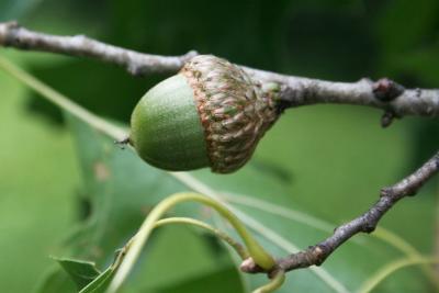 Quercus ellipsoidalis (Hill's Oak), fruit, mature