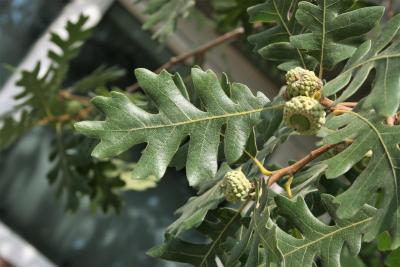 Quercus gambelii (Gambel's Oak), leaf, summer