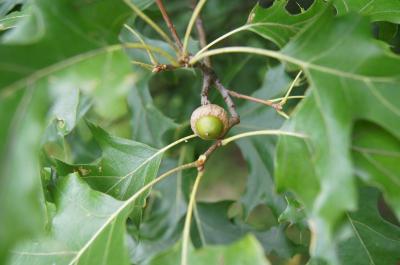 Quercus ellipsoidalis (Hill's Oak), fruit, immature