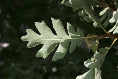 Quercus gambelii (Gambel's Oak), leaf, lower surface