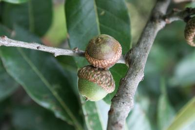 Quercus imbricaria (Shingle Oak), fruit, immature