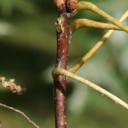 Quercus ellipsoidalis (Hill's Oak), fruit, mature