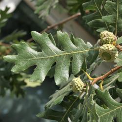 Quercus imbricaria (Shingle Oak), bud, terminal