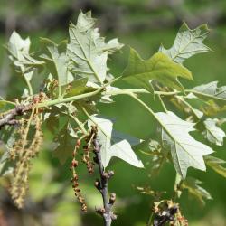 Quercus imbricaria (Shingle Oak), leaf, fall