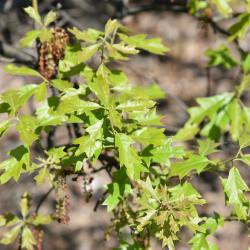 Quercus imbricaria (Shingle Oak), leaf, fall