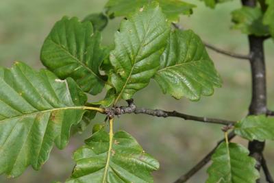 Quercus hartwissiana (Hartwiss' Oak), bud, terminal