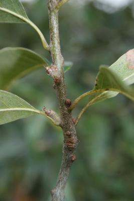 Quercus imbricaria (Shingle Oak), flower, pistillate