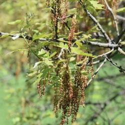 Quercus ilicifolia (Bear Oak), leaf, new