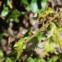 Quercus gambelii (Gambel's Oak), leaf, lower surface