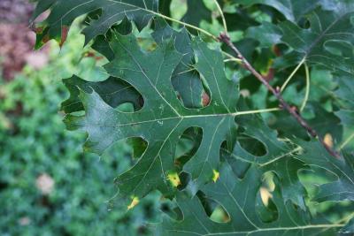 Quercus ellipsoidalis (Hill's Oak), leaf, lower surface