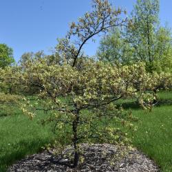 Quercus ilicifolia (Bear Oak), inflorescence