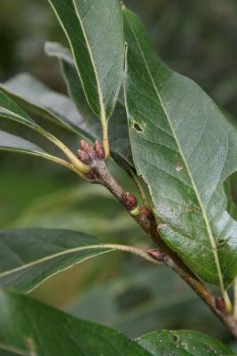 Quercus imbricaria (Shingle Oak), bud, terminal