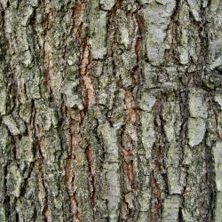 Quercus imbricaria (Shingle Oak), habit, fall