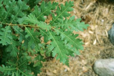 Quercus gambelii (Gambel's Oak), leaf, summer