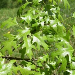 Quercus montana (Chestnut Oak), habit, fall