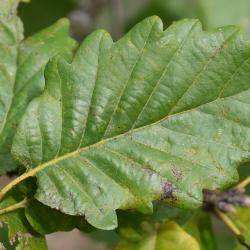 Quercus ilicifolia (Bear Oak), bark, twig
