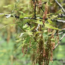Quercus ilicifolia (Bear Oak), leaf, spring