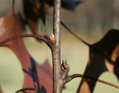 Quercus ellipsoidalis (Hill's Oak), flower, pistillate