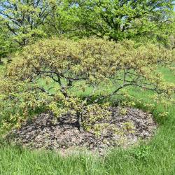 Quercus ilicifolia (Bear Oak), inflorescence