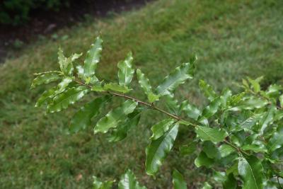Quercus imbricaria (Shingle Oak), leaf, summer