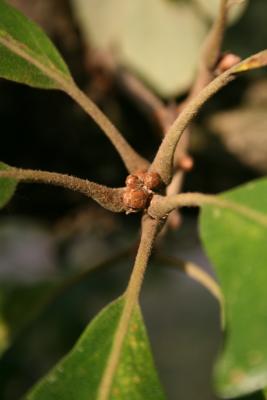 Quercus macrocarpa (Bur Oak), bud, vegetative