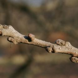 Quercus macrocarpa (Bur Oak), flower, pistillate