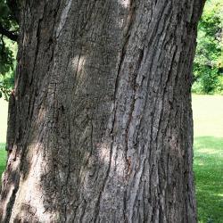 Quercus macrocarpa (Bur Oak), bark, trunk