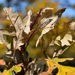 Quercus macrocarpa 'Eckman' (Eckman's Bur Oak), leaf, spring