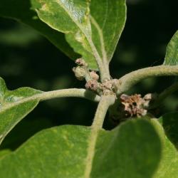 Quercus macrocarpa (Bur Oak), flower, staminate