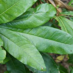 Quercus imbricaria (Shingle Oak), leaf, upper surface