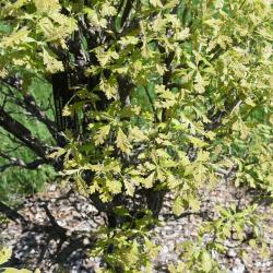 Quercus macrocarpa 'Eckman' (Eckman's Bur Oak), leaf, new