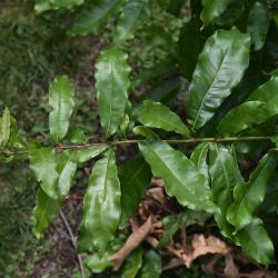 Quercus macrocarpa (Bur Oak), acorn cap