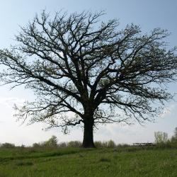 Quercus macrocarpa (Bur Oak), habit, summer