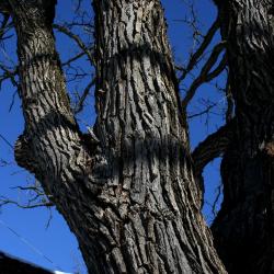 Quercus macrocarpa (Bur Oak), bark, twig
