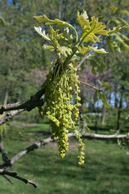 Quercus macrocarpa (Bur Oak), flower, staminate
