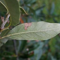 Quercus imbricaria (Shingle Oak), leaf, spring