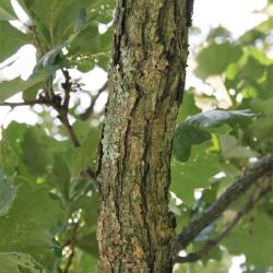 Quercus macrocarpa (Bur Oak), bark, mature