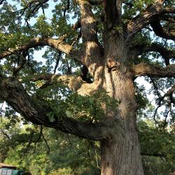 Quercus macrocarpa (Bur Oak), bud, terminal