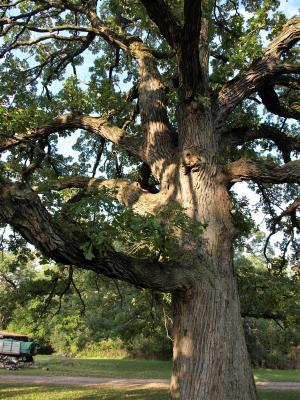 Quercus macrocarpa (Bur Oak), bark, trunk